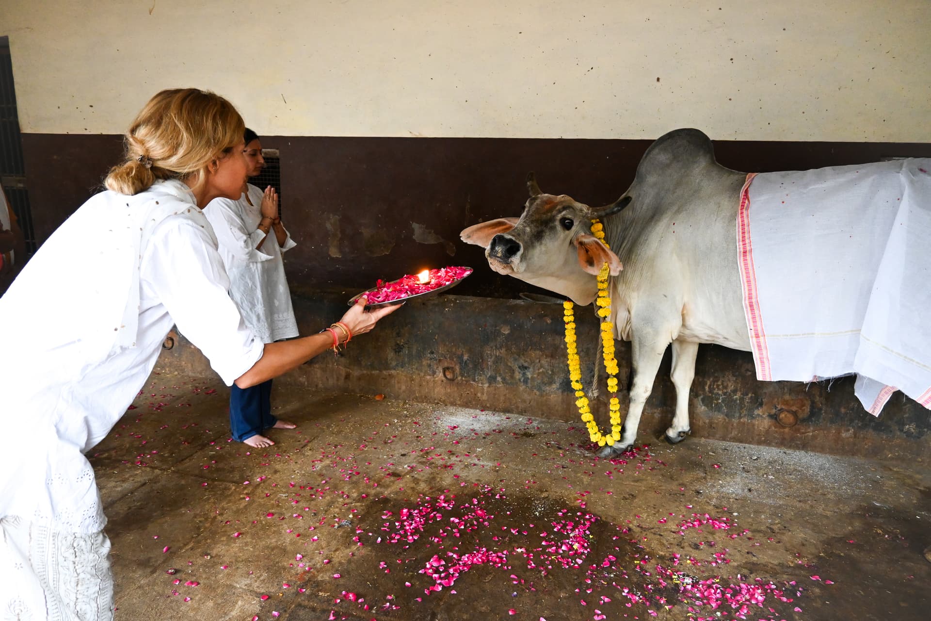 Cow Puja ceremony