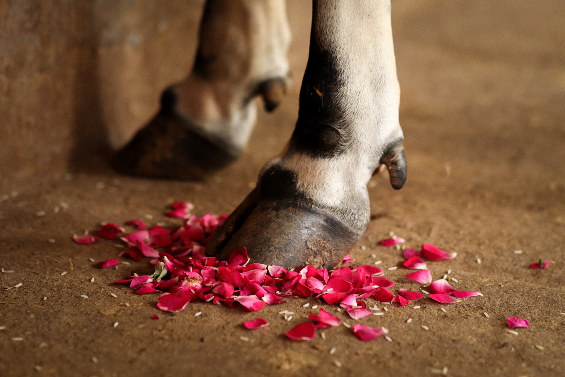 Cow Puja benefits