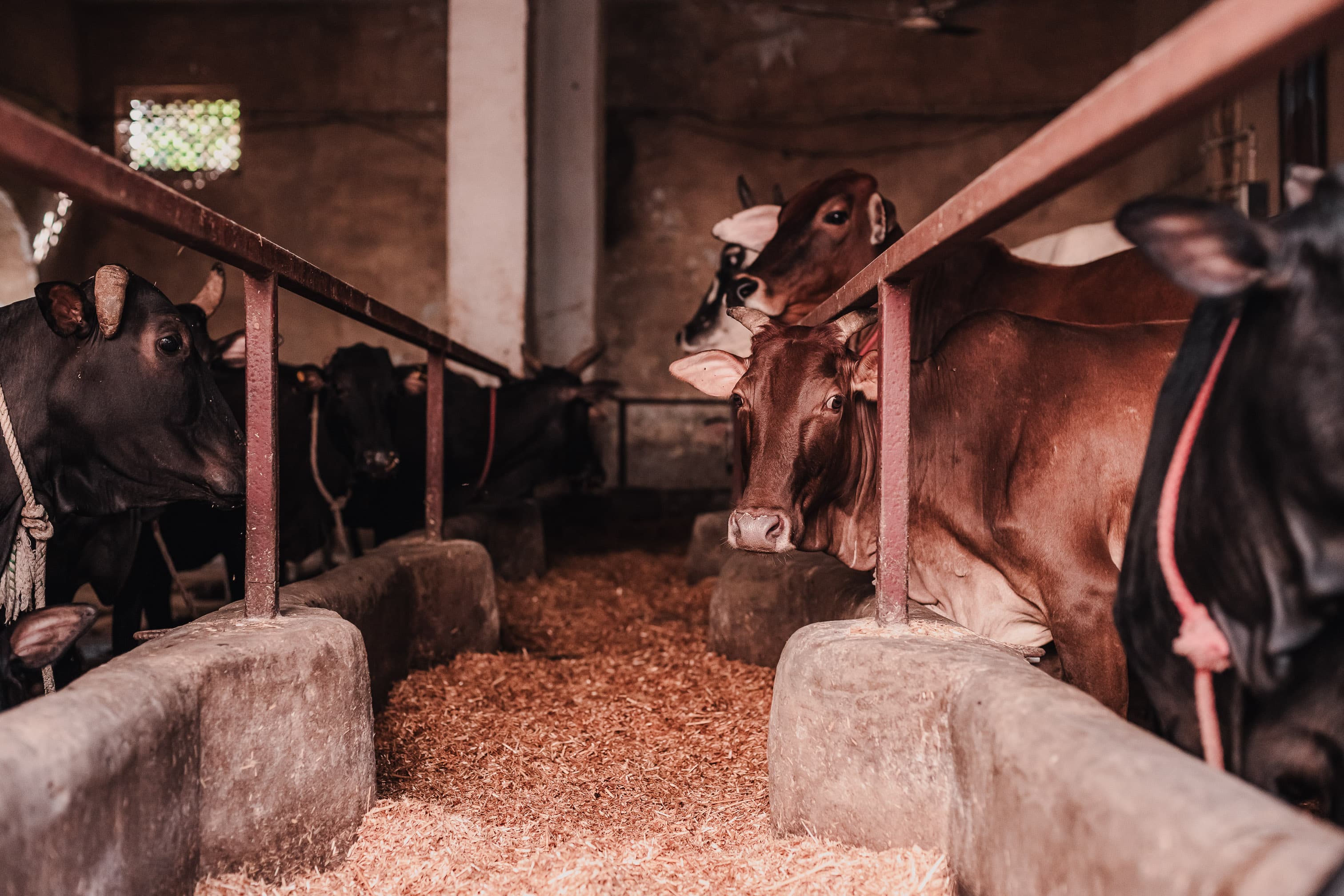 Cows in Gaushala Image